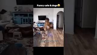 funny cats and dogs