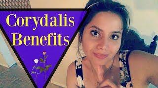 Top 6 Corydalis Benefits | FANTASTIC NON-ADDICTIVE NATURAL PAIN KILLER!!