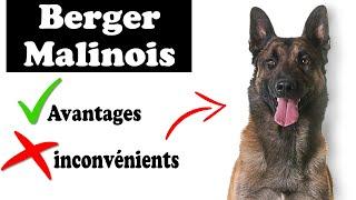 Berger Belge Malinois Biographie | Tout Savoir Sur Le berger belge Malinois 2021