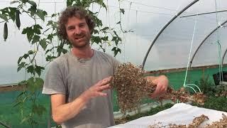 Harvesting and processing lettuce seed