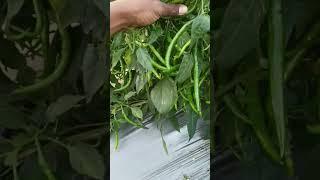 मिर्च की तुडाई #shortvideo #vairal #shortvideoagriculture #vegetablegardening #mirch #urbangardenin