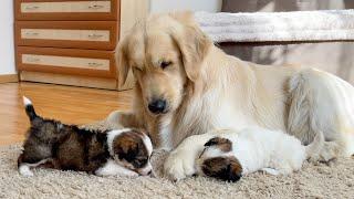 Golden Retriever is Shocked by the Behavior of Baby Puppies (So Funny!!)