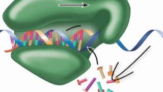 Chapter 4   DNA Replication