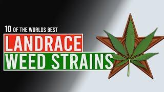 Ten of the worlds BEST CANNABIS Landrace Strains!