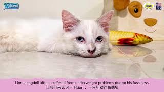 From An Underweight Kitten To A Healthy Cat | Kala Health Pet Wellness Tips