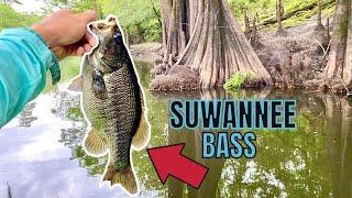 I Caught A Georgia Award Winning Suwannee Bass