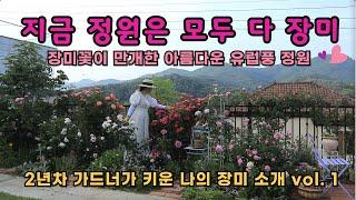 장미꽃들이 만개한 아름다운 유럽풍 정원 / 2년차 가드너가 키운 70여 그루의 장미들 감상하세요. / 감성정원 vlog /5도 2촌 예쁜정원