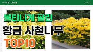 요즘 잘 팔리는 황금 사철나무 추천 TOP10 (가격,평점,비교)