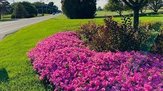 Petunia varieties & care explained!