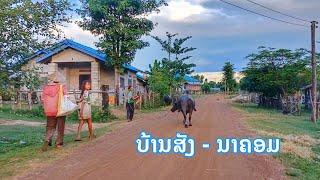 ชนบทลาว ຊຽງແລ - ບ້ານສັງ - ນາຄອມ, ມ.ເຊບັ້ງໄຟ ●● ชนบทลาว ข้าวสุกเหลืองเต็มทุ่ง เมืองเชบั้งไฟ, คำม่วน