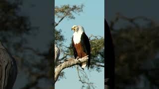 Perching, with mouth open and moving head from side to side.