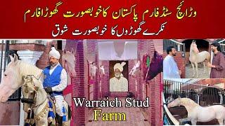 Most Beautiful Nukra Horse Farm in Gujrat Pakistan || Warraich stud farm || Desi horses