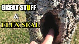 Filling Holes in Trees with Great Stuff Foam and Flex Seal Liquid Rubber