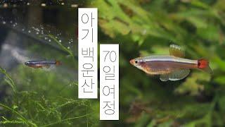 [SUB CN] 아기 백운산 70일 성장 과정 | 열대어 | 물멍 | Cloud Mountain minnow | MulMung