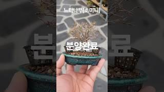 #느티나무#느티나무분재#느티분재#미니분재#bonsai#홍양분
