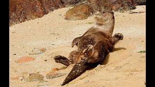 Cuteness Overload- Smooth-coated Otter Rolling in the Sand at Pulau Ubin