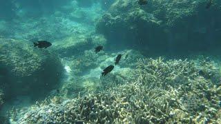 Pigeon Island Snorkeling Sri Lanka 