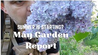 May Gardening: Planting Salvia, Veggies and enjoying Lilacs!