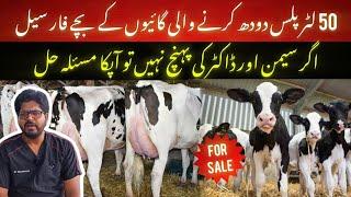 50 liter plus cow calves for sale II dr. muzzammil Hassan