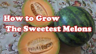 How to Grow the Sweetest Melons