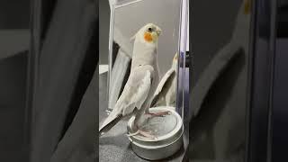 ジャパネットを熱唱するオカメインコのふーさん