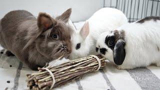 Should you get a pet bunny? 