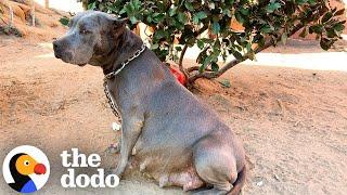 Pregnant Pittie Rescued From Chain Has 13 Puppies  | The Dodo
