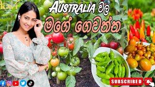 මගේ ගෙවත්ත. | Australia වල මගේ job එක. | එයා නැති වෙලාවට මම කරන දේ.| kavi vlogs