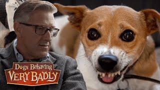 Dogs Behaving Very Badly: Jekyll and Hyde Dogs