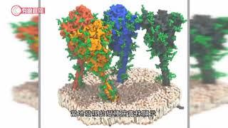 美國CDC料變種病毒數月內將成新增病毒主要根源 - 20210116 - 有線中國組 - 有線新聞 CABLE News