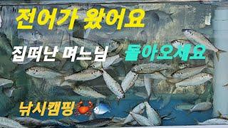 전어가 왔다네요.서천 홍원항.전어 꽃게 축제.전어 낚시.낚시 캠핑 .스타리아 캠핑카. 승합차개조. 차박