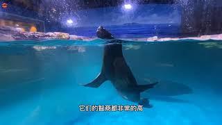 山东青岛，水族馆免费开放到年底！到底能看到啥？一起去瞧瞧