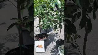 Fruits Trees for sale at Asian Flea Market