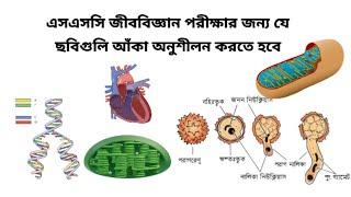 SSC Biology || জীববিজ্ঞান পরীক্ষায় যে ছবিগুলি আঁকা অনুশীলন করতে হবে