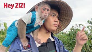 Full Video | Dad And Monkey SinSin Face Tribulations While Finding ZiZi