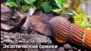 Птичий Рынок 2024 / Поставка из Вьетнама / Породистые меченосцы / Mos-fish