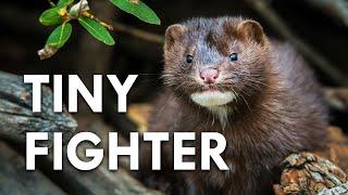 Mink: Nature's Serial Killer?