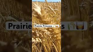 Prairie Princess   #countrymusic #rap #montana #country #countrylife #canada #rapmusic #shorts