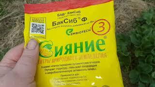 Весенние подкормки чеснока, роз и клубники/ высадила томаты в теплицу в апреле, эксперимент