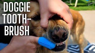 4 pack of finger toothbrushes for dogs