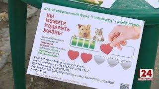 "Потеряшки" выиграли грант на стерилизацию бездомных животных