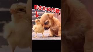 ヒヨコのイケメンすぎる行動 #いぬ #かわいい動物動画 #おもしろ犬動画