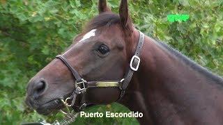 "PUERTO ESCONDIDO"  Presentación en HARAS EL MALLIN