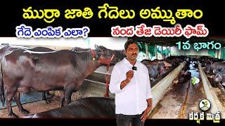 మేలు జాతి ముర్రా గేదెలు అమ్ముతాం | Top Murrah Buffalo Sale Center for Dairy Farmers | Karshaka Mitra