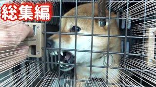 家族全員に噛み付き触れなくなった柴犬の末路（巧くん総集編）