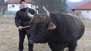 Medonja Bekira Đulana