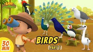 Birds Minisode Compilation (Part 1/2) - Leo the Wildlife Ranger | Animation | For Kids