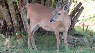 Exploring the Blue Hole in the Florida Keys National Key Deer Refuge