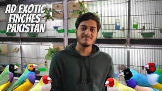 Huzaifa Advani Gouldians Breeding setup in Karachi || Future Of Gouldians In Pakistan