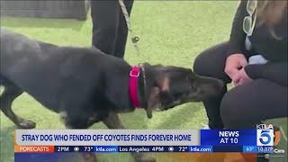 Stray dog who fended off coyote pack adopted